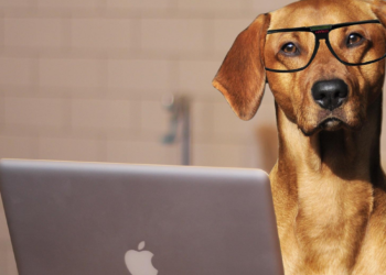 Cachorro, Gato e Jibóia : conheça os Coworkings Pet Friendly
