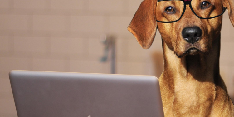 Cachorro, Gato e Jibóia : conheça os Coworkings Pet Friendly